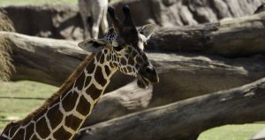 Fun things to do at the Dallas Zoo