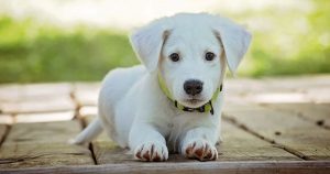a white puppy with a green collar laying on the ground