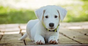 A white puppy with a green collar, laying on a wooden deck outside